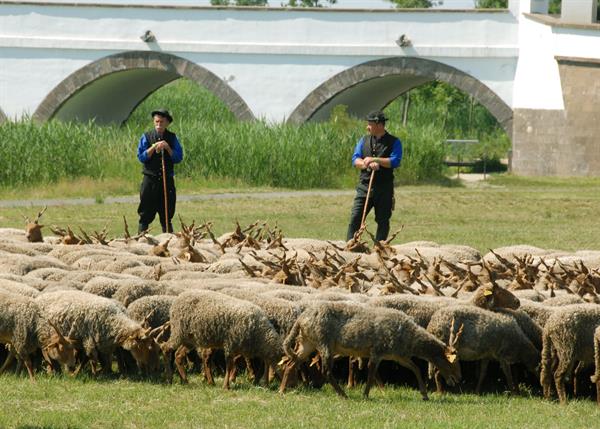 Nyájat őrző pásztorok