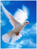 Fehér galamb repül az égen